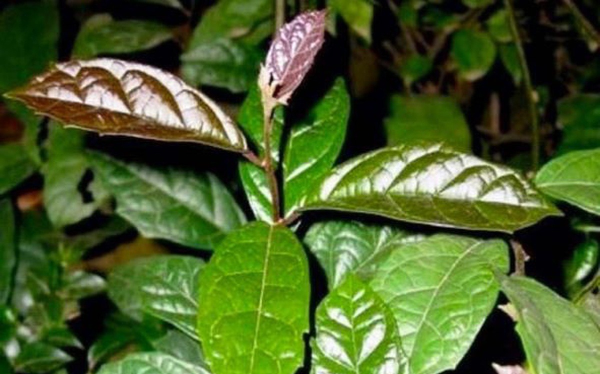 Cách Sử Dụng Cây Xạ Đen Hỗ Trợ Điều Trị Ung Thư 1