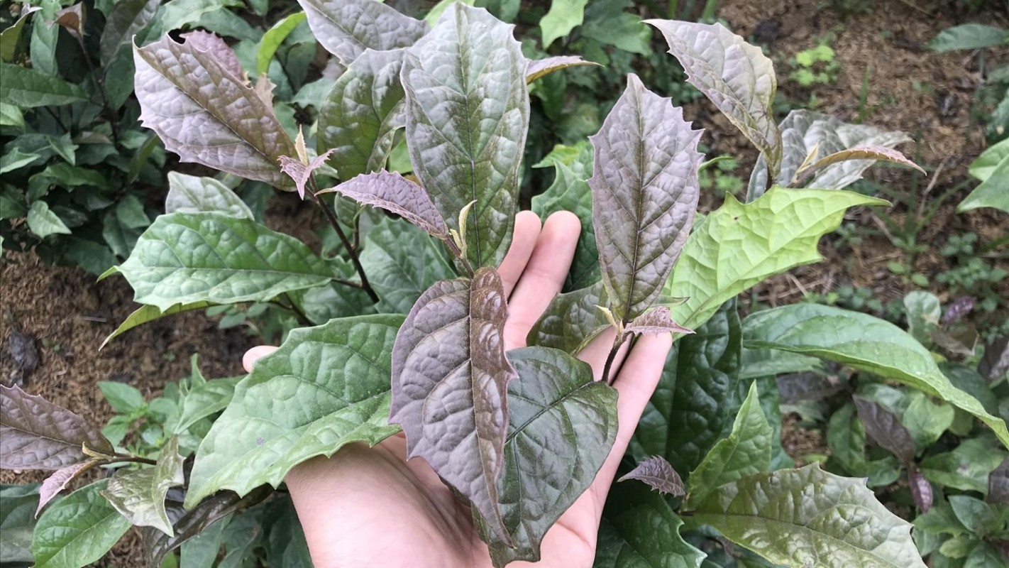 Cách Sử Dụng Cây Xạ Đen Hỗ Trợ Điều Trị Ung Thư 2