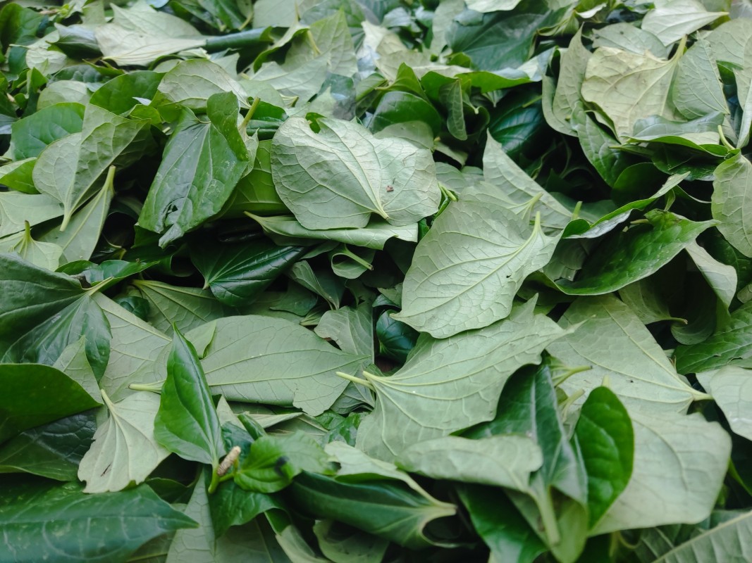 Công Dụng Của Lá Lốt Trong Điều Trị Đau Khớp 2