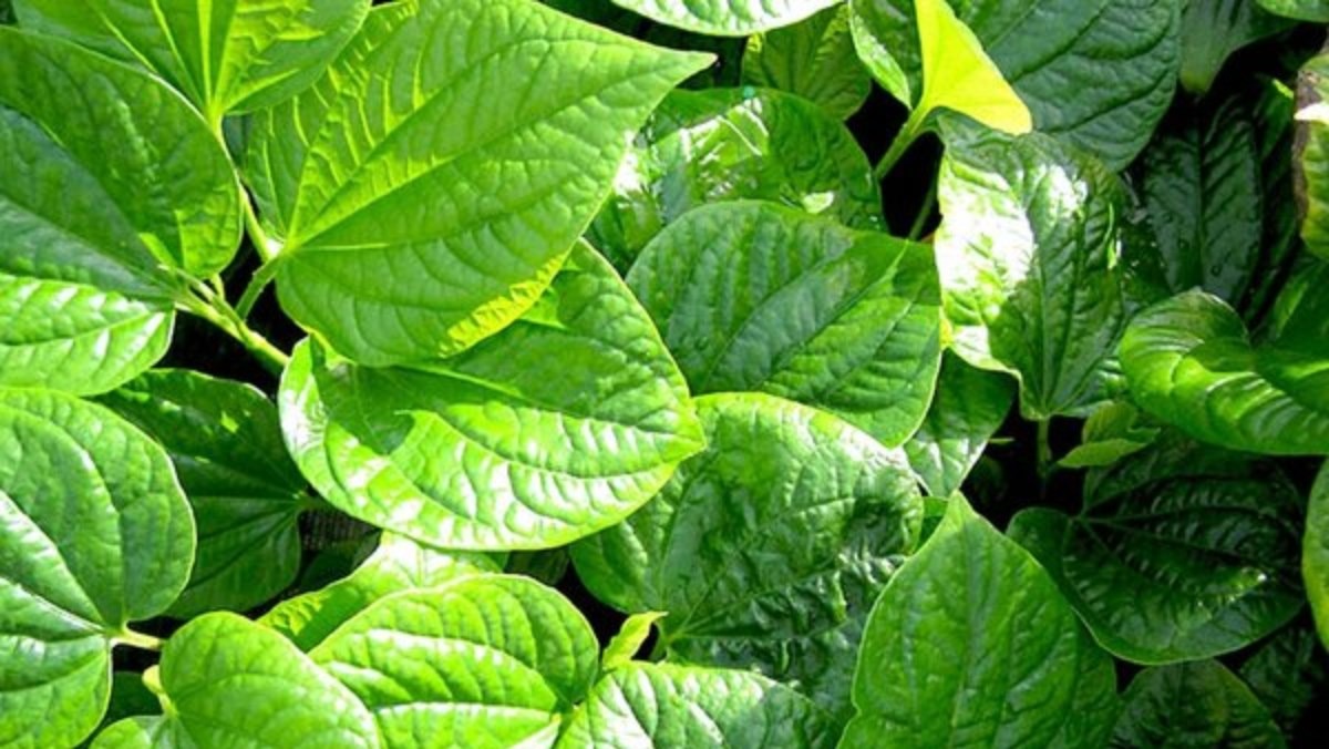 Công Dụng Của Lá Lốt Trong Điều Trị Đau Khớp 3