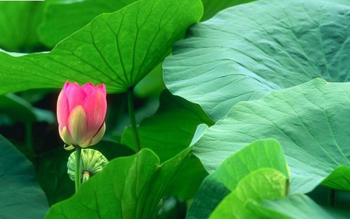 Điều trị mất ngủ bằng lá sen 1