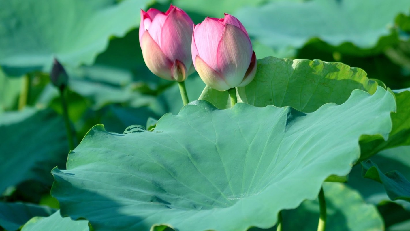 Điều trị mất ngủ bằng lá sen 3