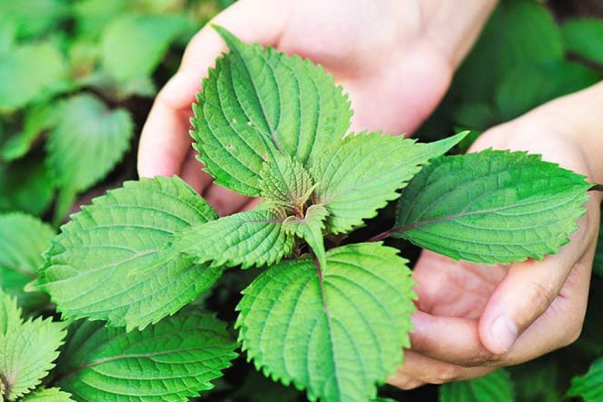 BÀI THUỐC TỪ CÂY TÍA TÔ GIÚP GIẢI CẢM NHANH CHÓNG 1