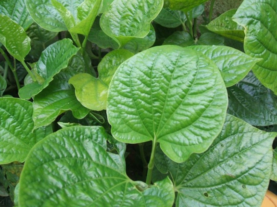 Bài Thuốc Từ Lá Lốt Giúp Giảm Đau Khớp 2