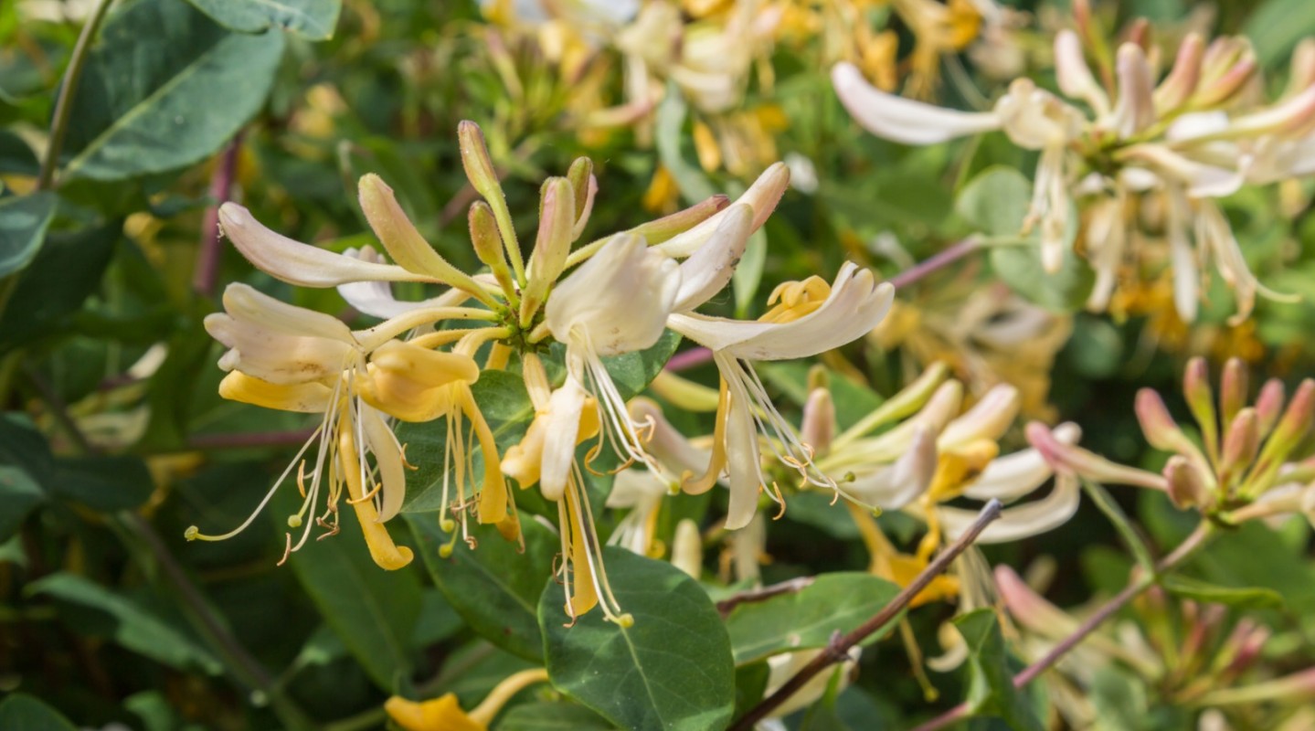 Công Dụng Của Cây Kim Ngân Hoa Trong Trị Mụn 1