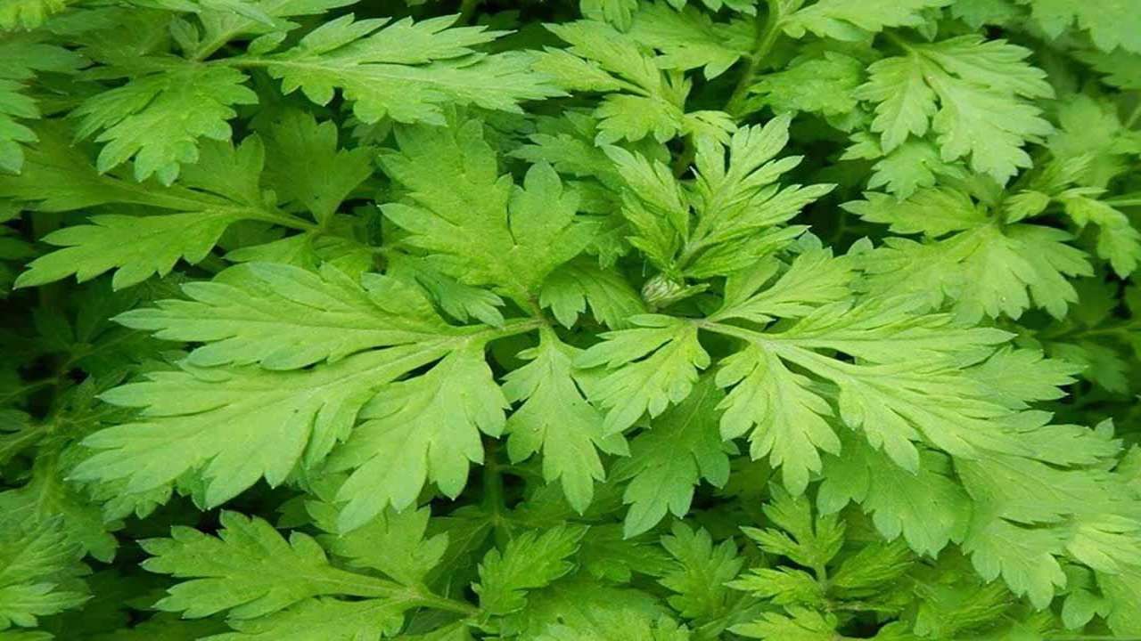 Tác Dụng Của Cây Ngải Cứu Trong Hỗ Trợ Giảm Đau Bụng Kinh 2