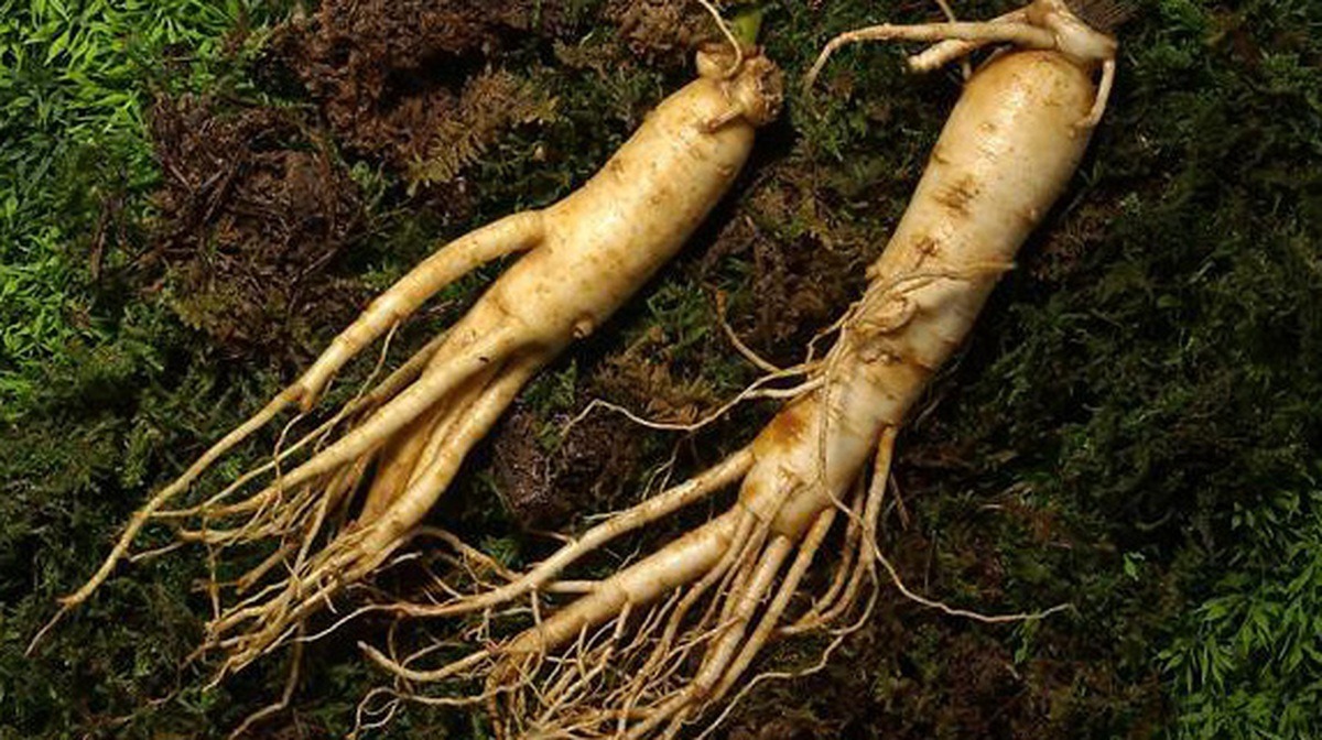 5 Vị Thuốc Đông Y Hỗ Trợ Tăng Cường Miễn Dịch Hiệu Quả Từ Bên Trong 5