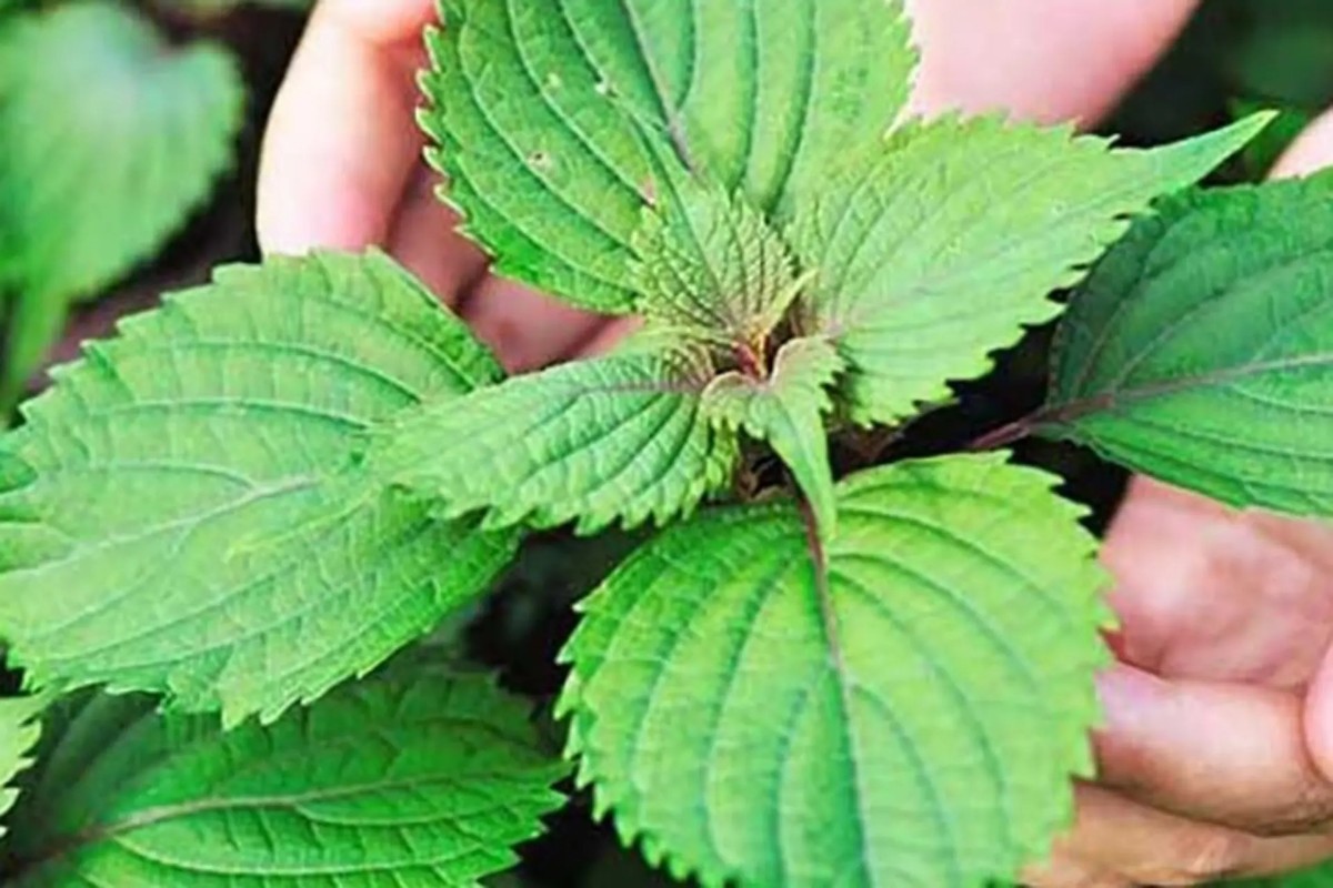 Bài Thuốc Dân Gian Trị Đau Bụng Do Lạnh Hiệu Quả 2