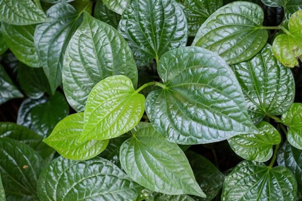 Cách Dùng Lá Lốt Trị Đau Khớp Hiệu Quả Theo Kinh Nghiệm Dân Gian 2