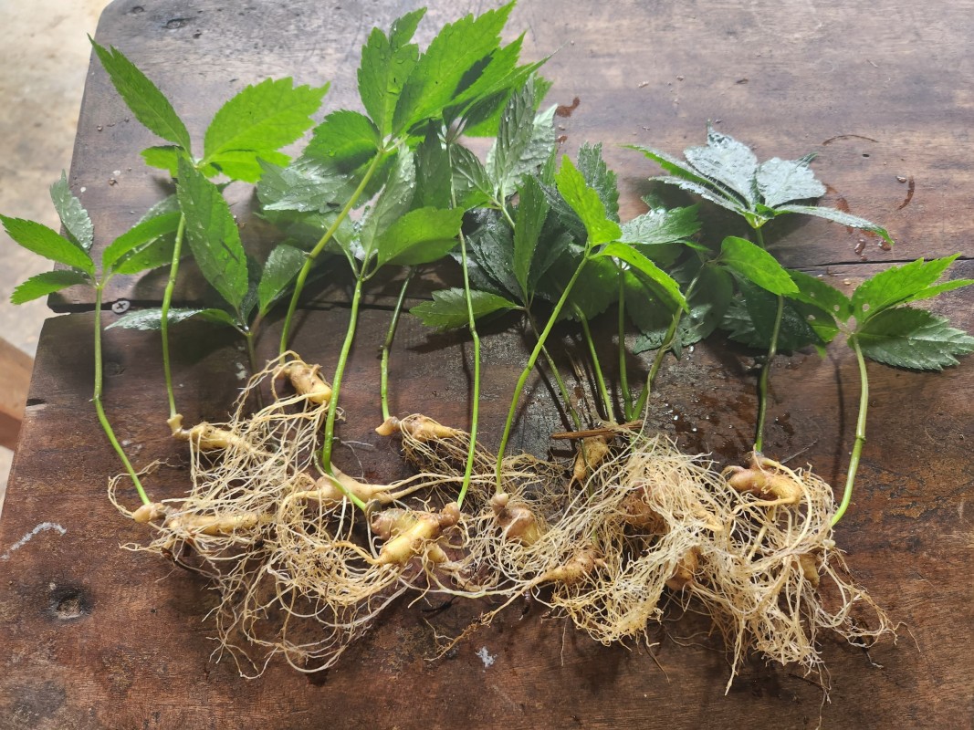 Phân Biệt Các Loại Sâm Trong Đông Y Và Công Dụng Thực Sự 2