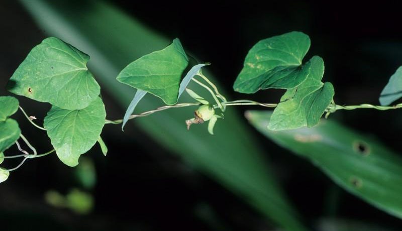 Phân Biệt Các Loại Sâm Trong Đông Y Và Công Dụng Thực Sự 5