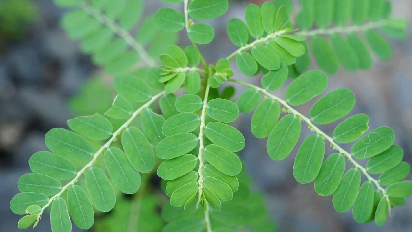 3 Bài Thuốc Đông Y Thanh Lọc Gan 3