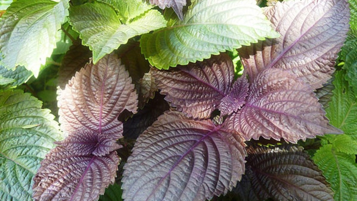 5 Bài thuốc Đông y trị rối loạn tiêu hóa 2