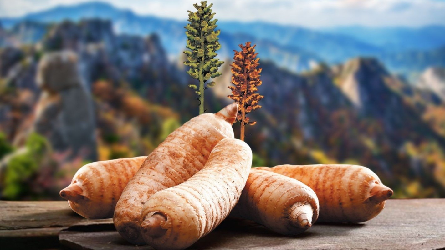 6 Bài thuốc Đông y giúp hạ huyết áp, dưỡng tim ổn định – dễ áp dụng tại nhà