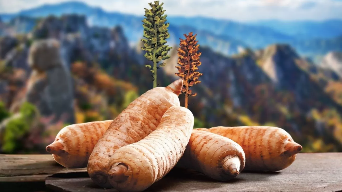 6 Bài thuốc Đông y giúp hạ huyết áp, dưỡng tim ổn định – dễ áp dụng tại nhà