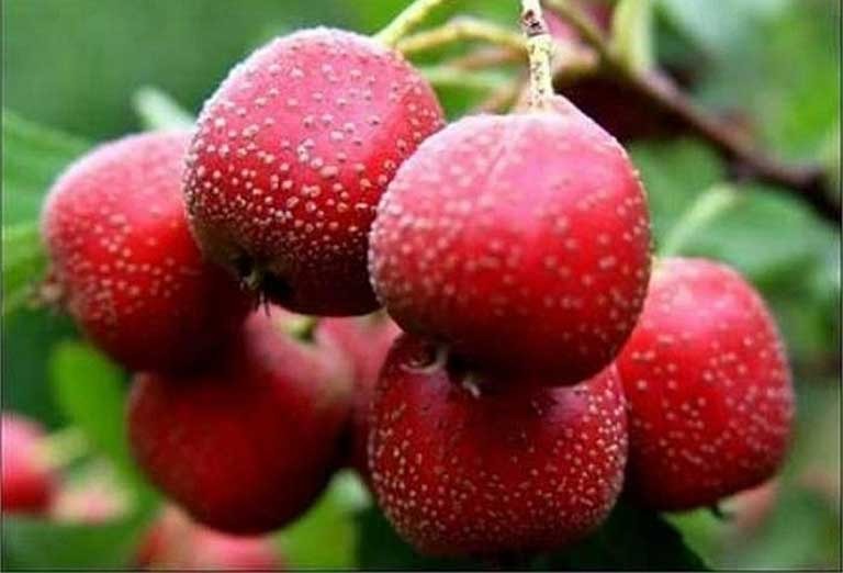 6 Bài thuốc Đông y giúp hạ huyết áp 3