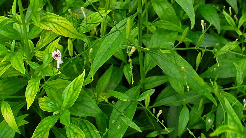 6 Bài thuốc Đông y giúp hạ huyết áp 4