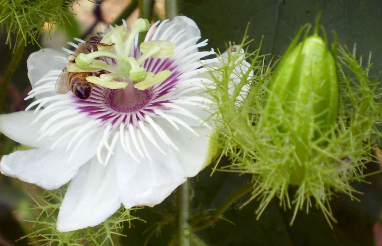 An thần bằng Đông y: 7 thảo dược quý giúp dưỡng tâm, ngủ ngon, bớt âu lo